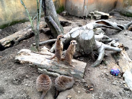 zoopark-zajezd-mala-rodinna-zoo-nedaleko-kladna